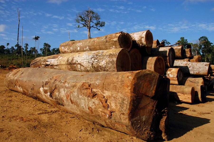 In Brazil, Bolsonaro's Deforestation Might As Well Be China's