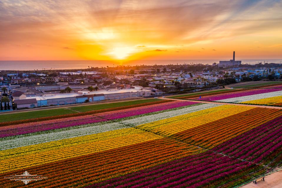 carlsbad california fields flower events trending san diego visit colors experiences celebrates special palette celebrating variety