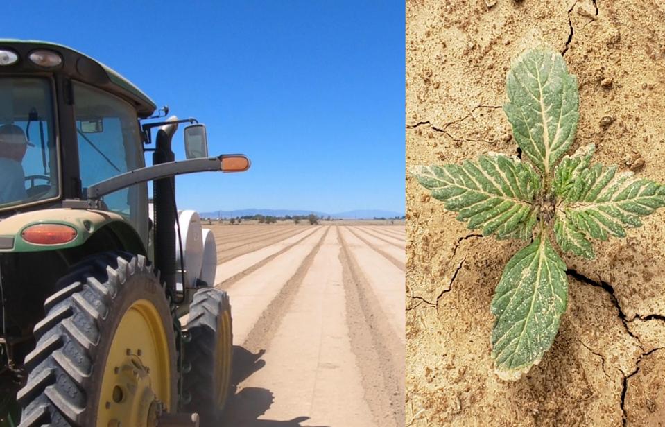 Former onion and alfalfa farms converted to grow hemp in Lancaster, California part of the Antelope Valley.