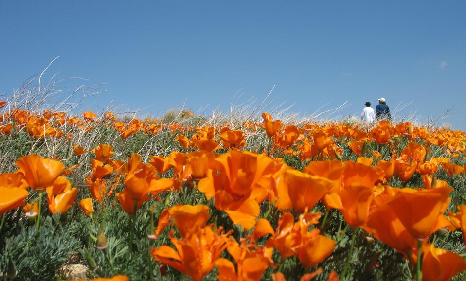 Coquelicots de Californie dans la vallée de l'antilope