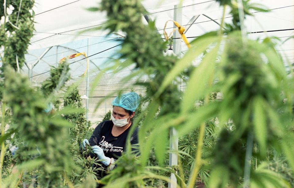 A legal cannabis grow operation in Colombia