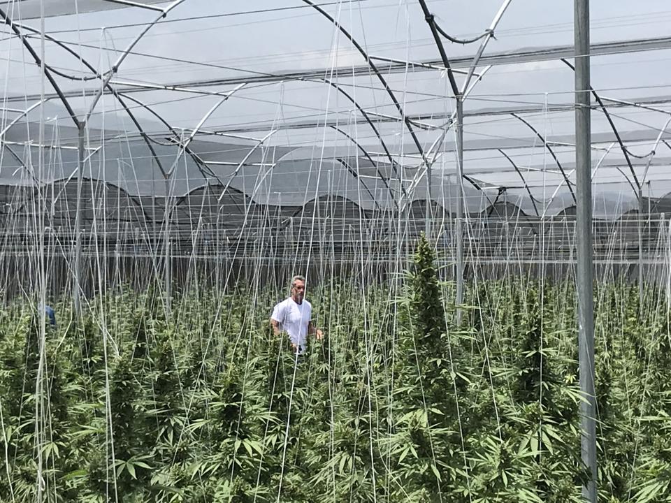 Michael Miller tours a legal cannabis operation in Colombia