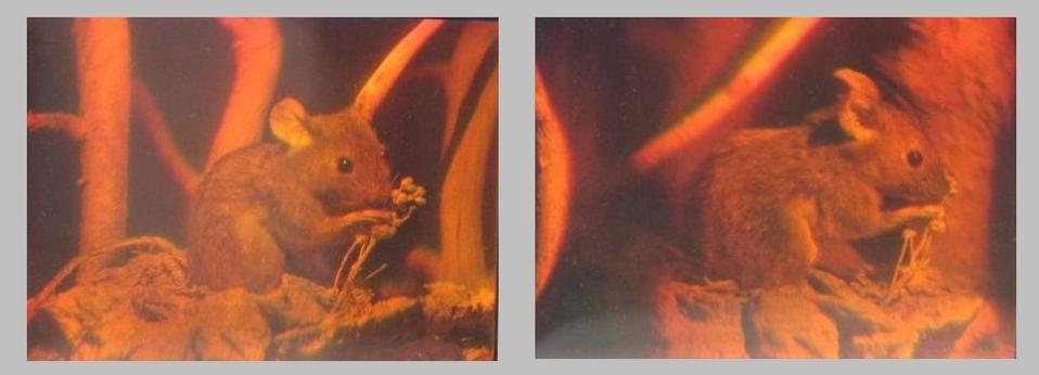 A hologram is a 2-dimensional surface that has information about the 3-dimensional world.