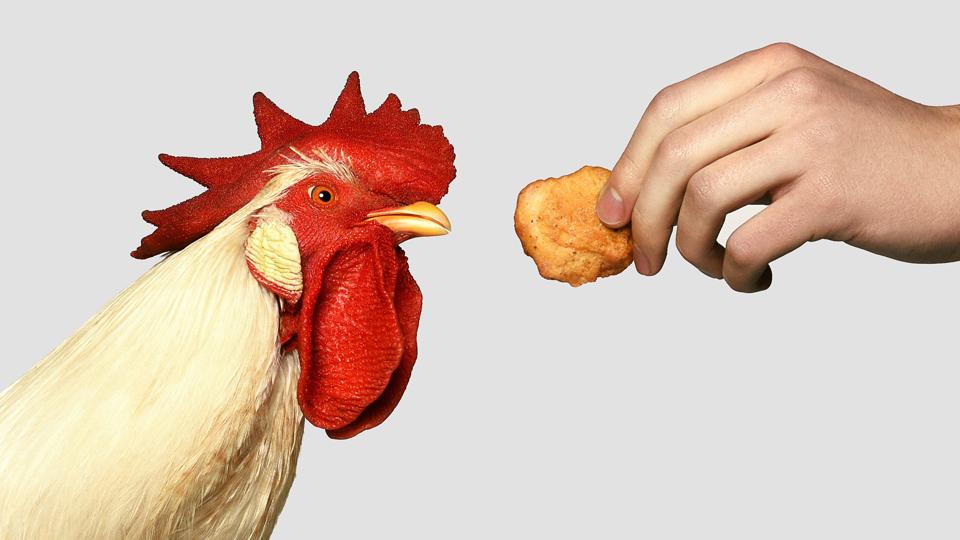 Rooster v NUGGS