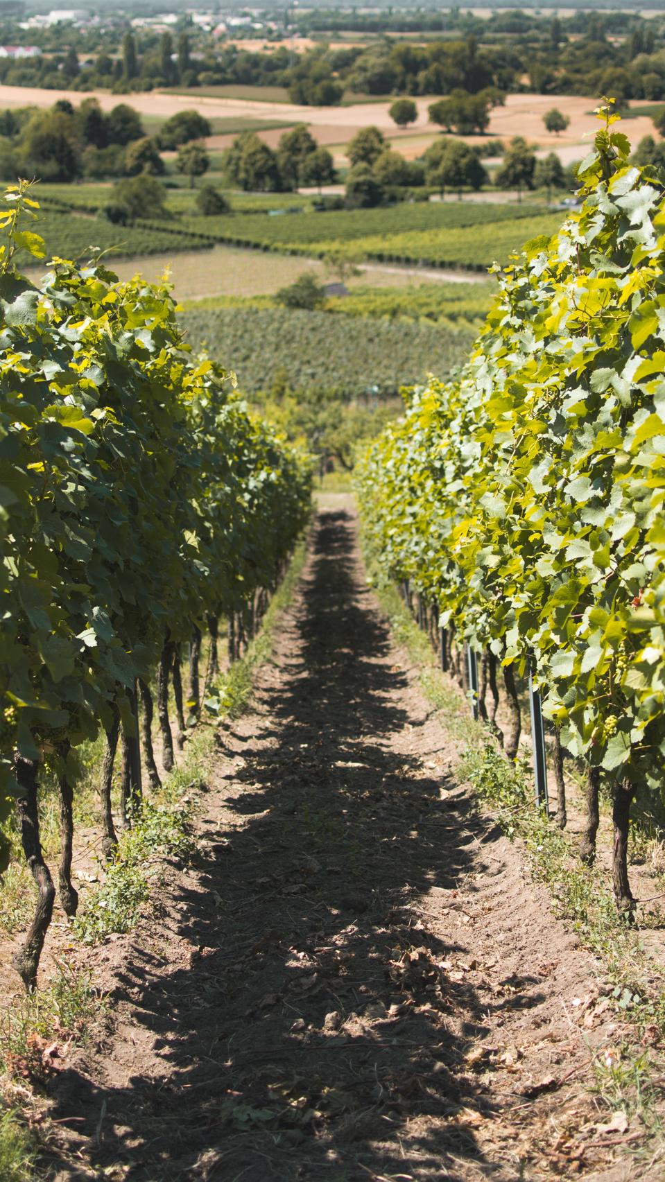 Rioja Wine Will The Tradition Continue?