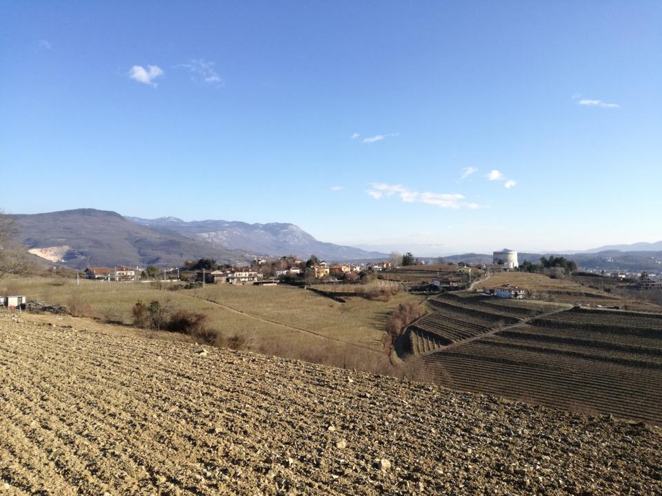 Collines d'Oslavia et terres de ponca, avec les vignobles de Ribolla Gialla du vignoble Primosic