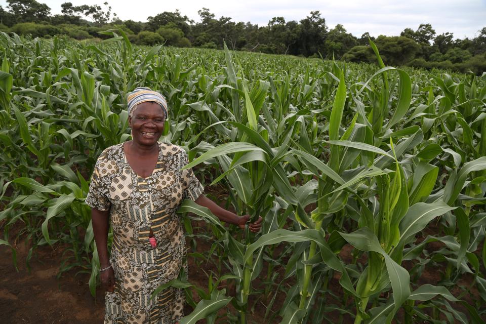 A smiling woman stands in a tall agricultural field.