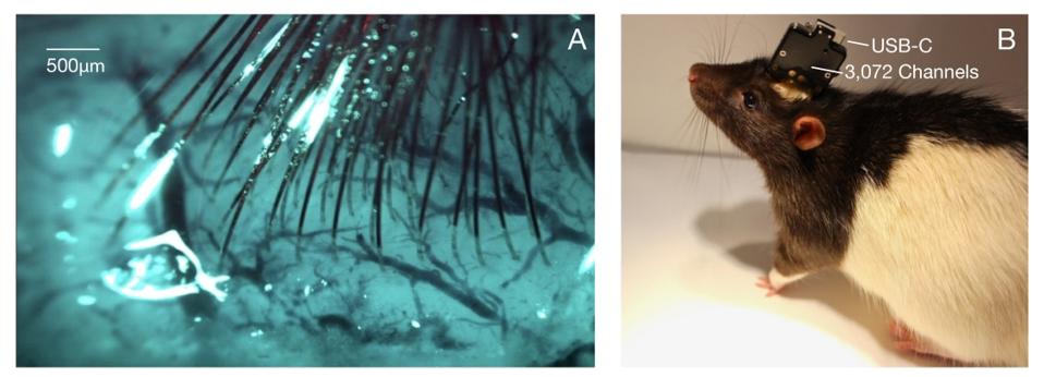 Chip implanted in a rat