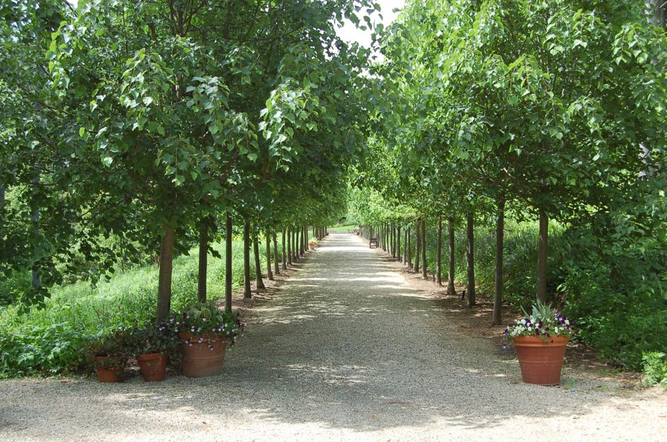 The Linden Allee at Naumkeag