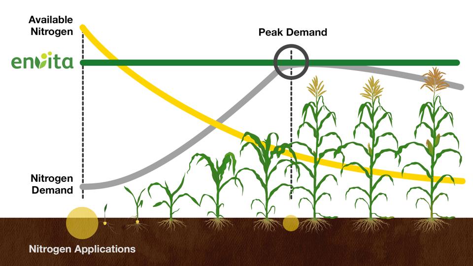 Envita supplying nitrogen demand of maize.