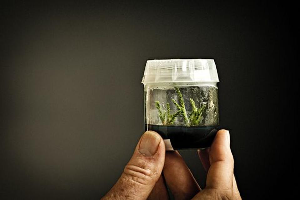 Clone of a 3,000-year-old? coast redwood.