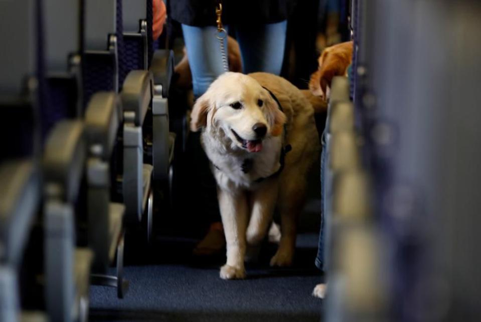 How to bring dogs on planes