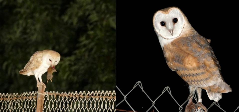 Barn Owl in One of the Tabor Vineyards