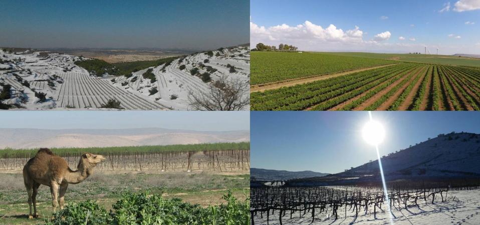 Tabor Various Vineyards in Israel with Different Climates