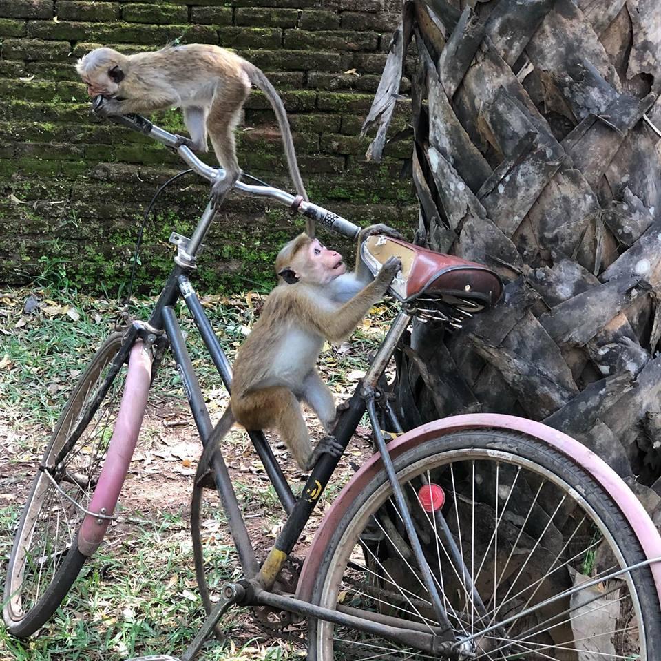 Monkeys playing on a bike.