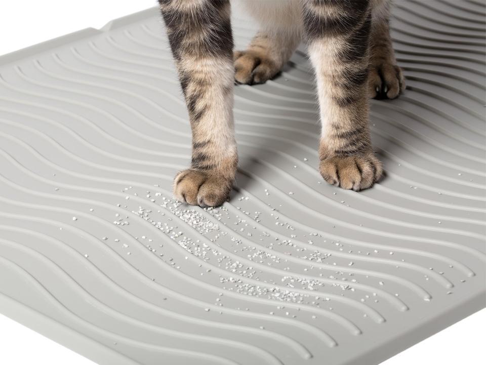 Get Wet Cat Litter Out Carpet Carpet Vidalondon