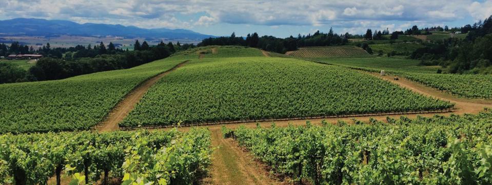 Oregon Pinot Noir Meeting The Challenge