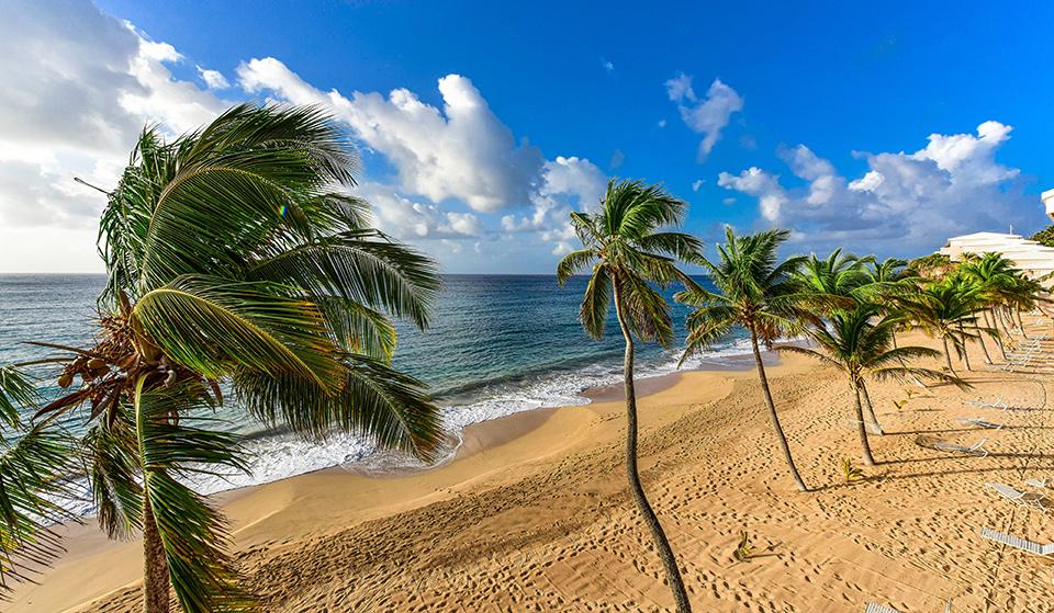 The beautiful palm trees situated near Curtain Bluff.