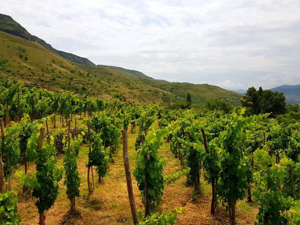 Export Of Wines From Republic Of Georgia To U S On The Rise