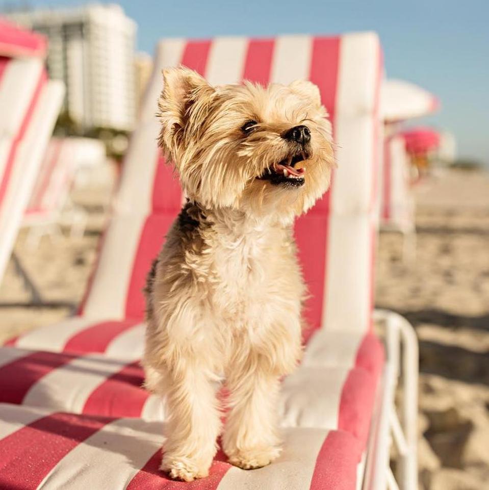 Celebrity Culture: Best pet-friendly hotels in Miami