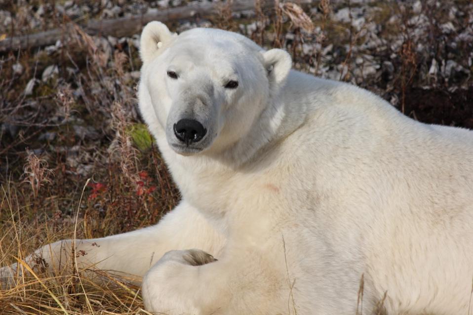 polar bear