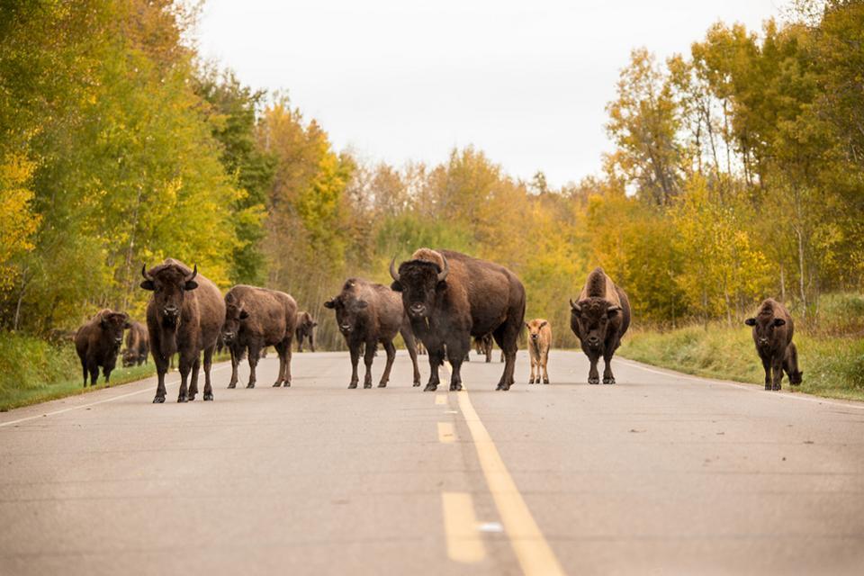 bison buffalo