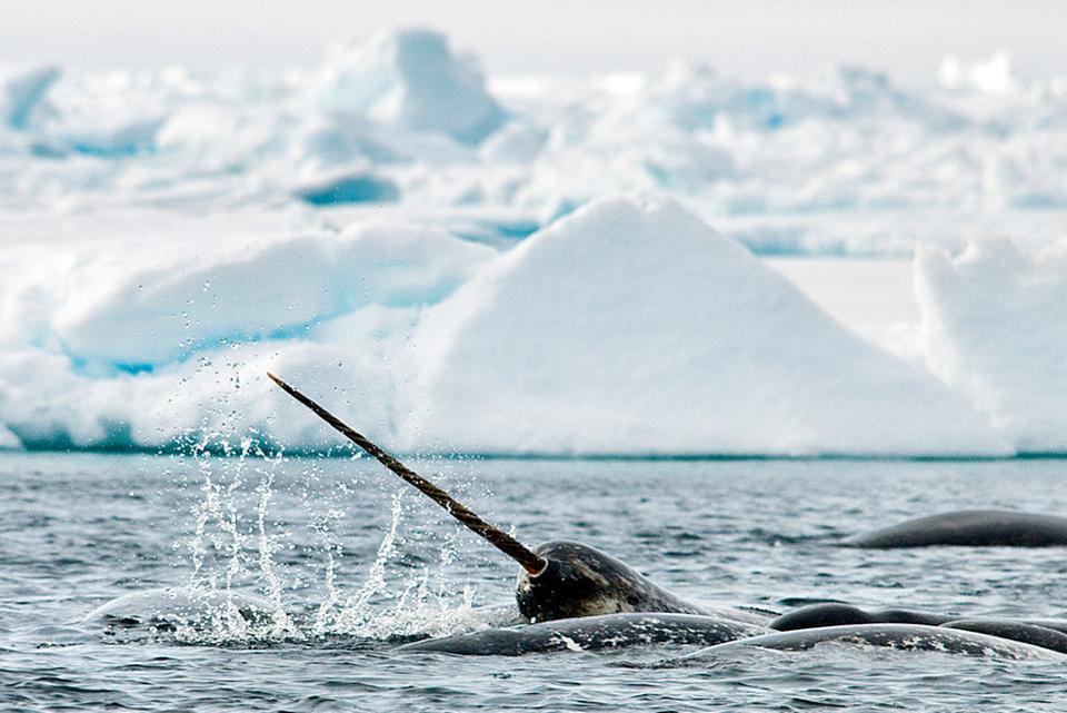 narwhal