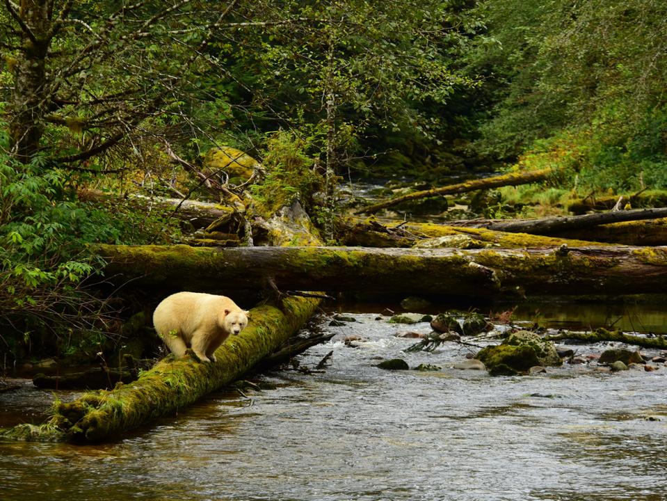 white bear ghost bear