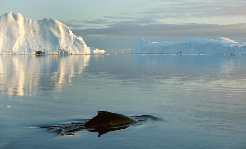 Humpback whale, Disko Bay, Greenland