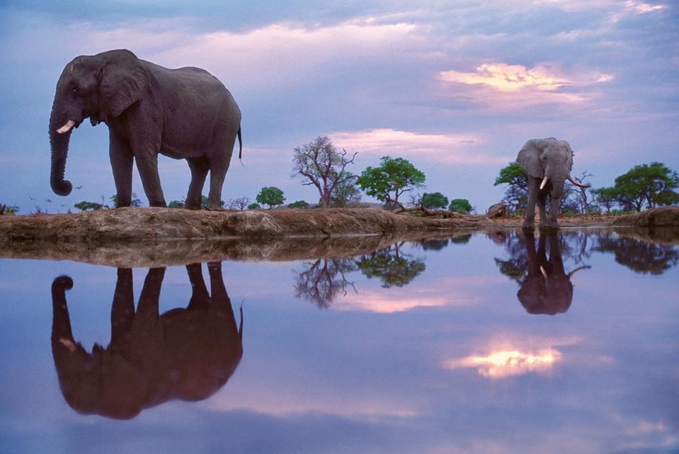 African elephants, Chobe National Park, Botswana.