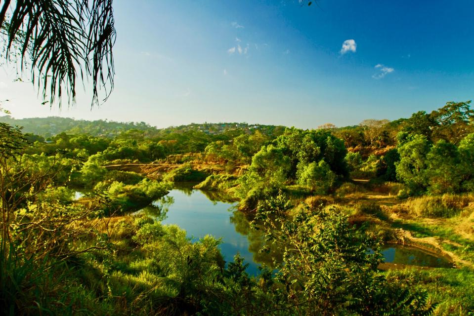 Jungle scenes near San Ignacio, Belize