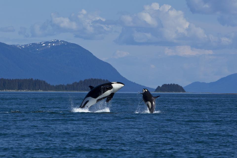 Orcas breaching off the Alaskan coast.