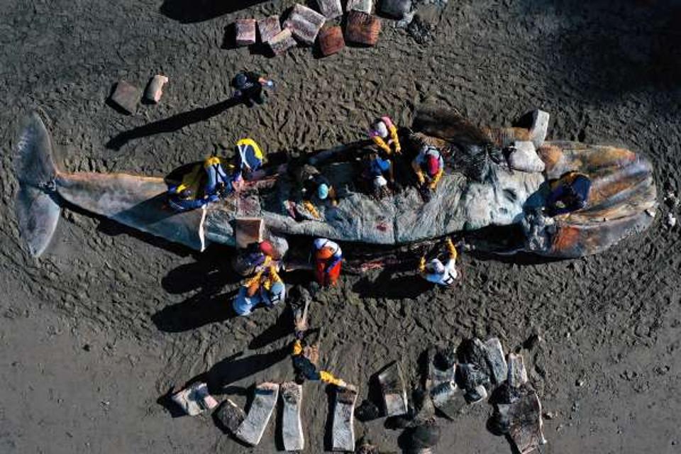 Gray whale necropsy in Tiburon, California.
