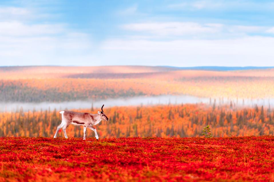 Finnish Lapland
