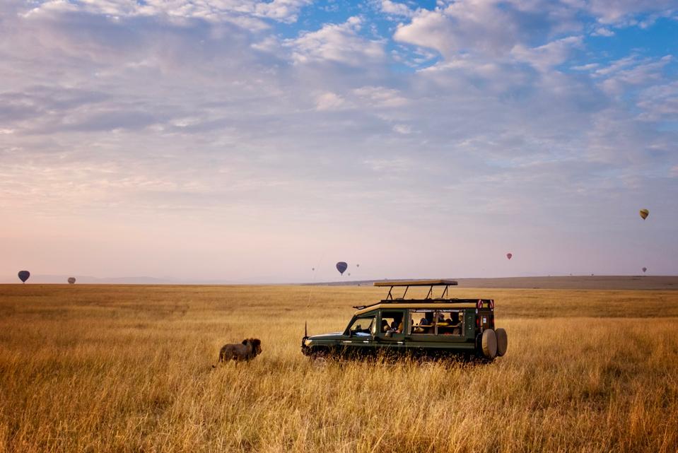Lion Crossing in Front of Safari Vehicle and Hot Air Balloons in Masai Mara