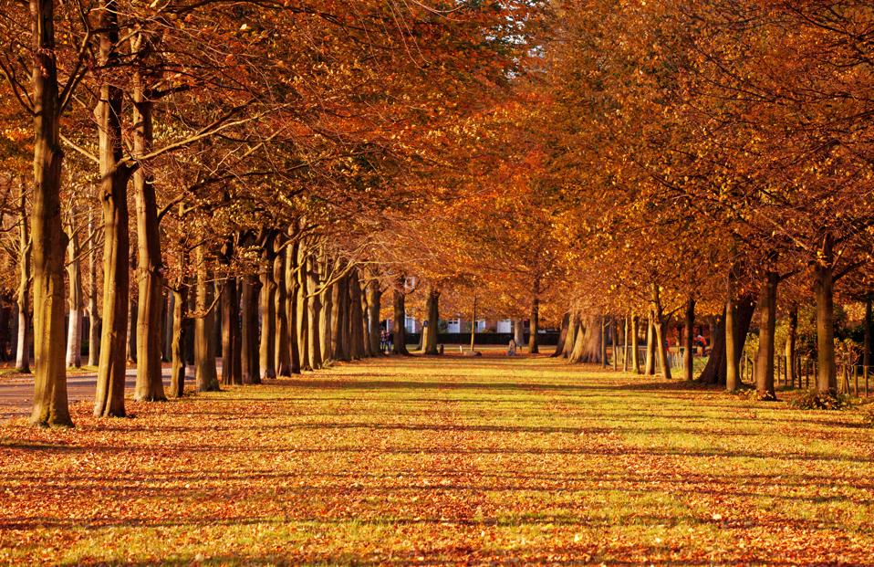 The Hague