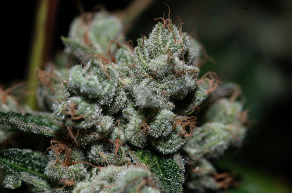 Medical Marijuana