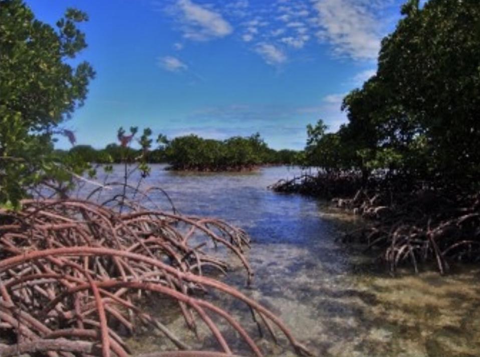 Mangroves and corals Mangroves and corals