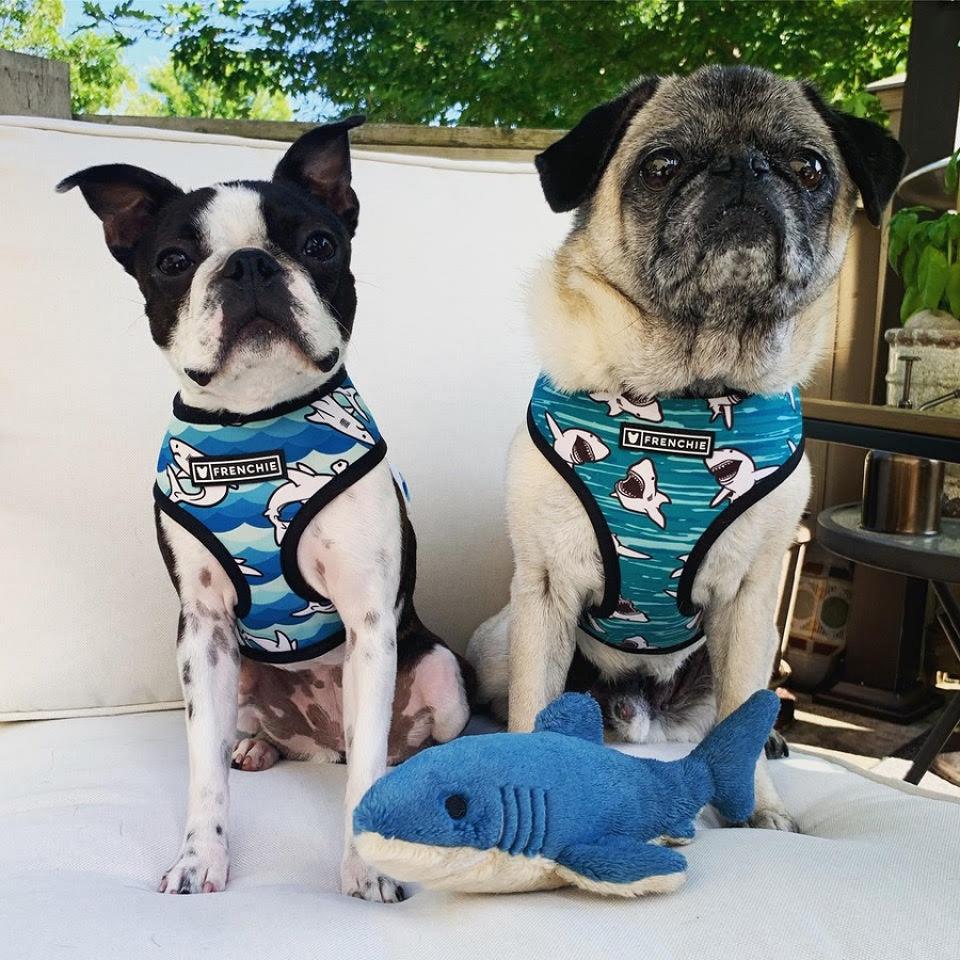 dog harness