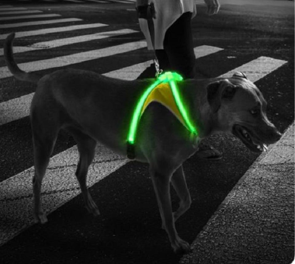 dog harness