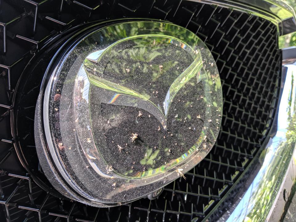 Mid-summer Michigan bug massacre