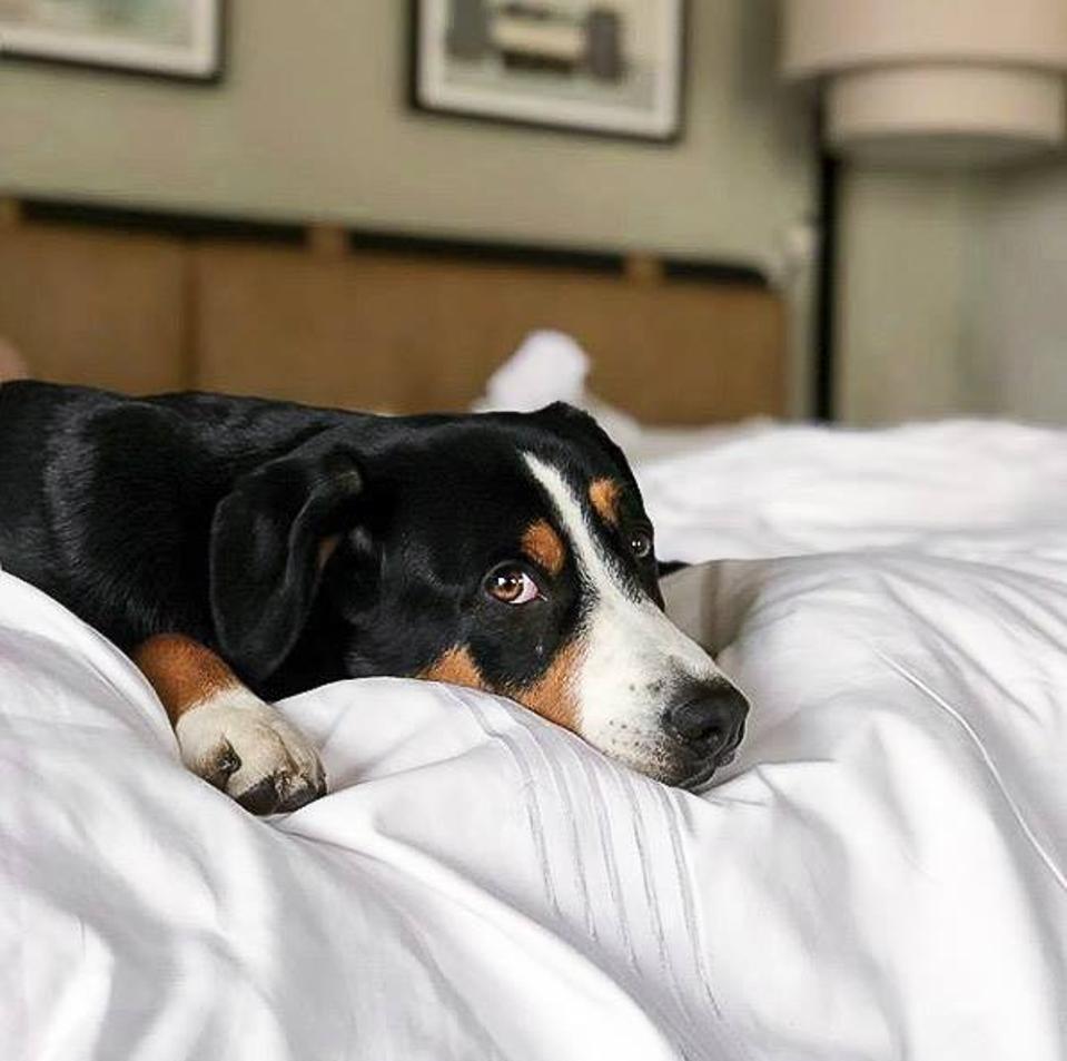 The Best Pet Friendly Hotels In Chicago
