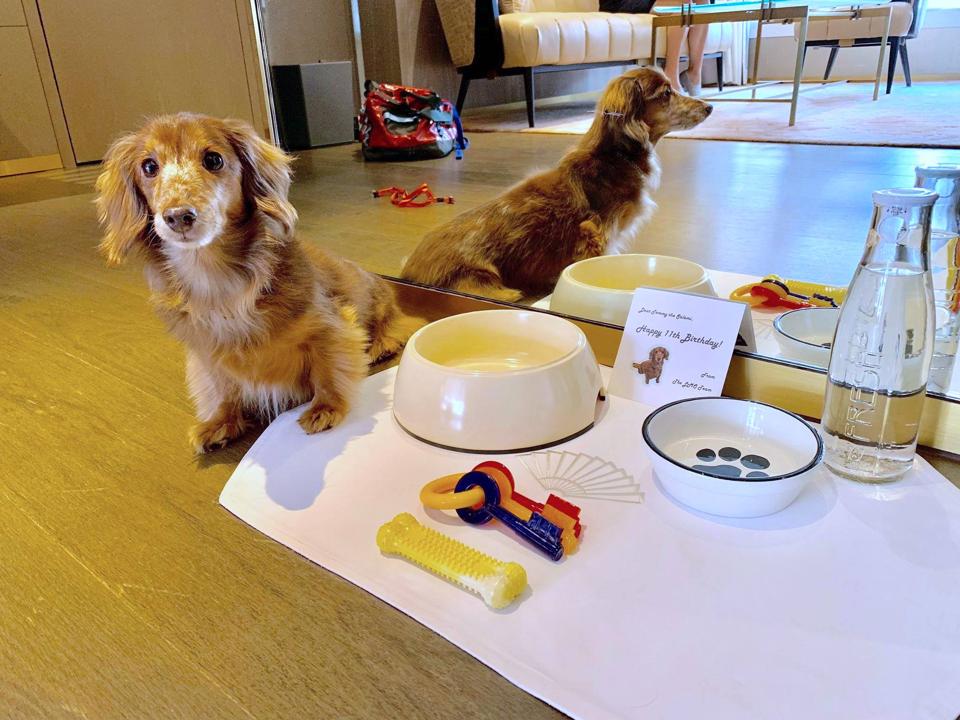 Best PetFriendly Hotels In Hong Kong