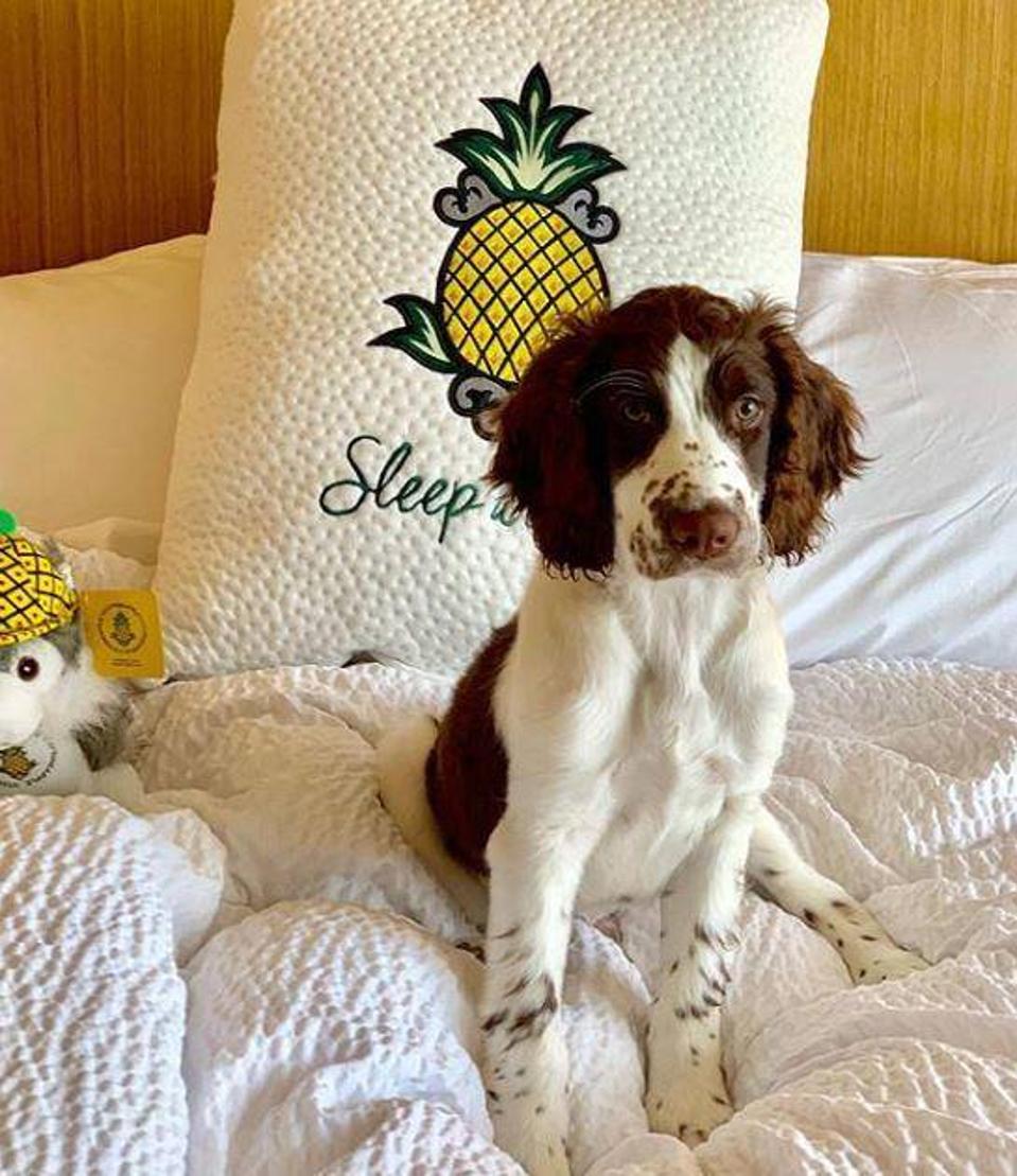 The Best PetFriendly Hotels In Seattle
