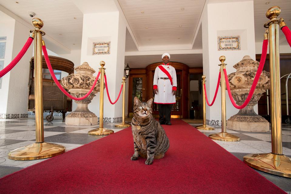 Best Pet Friendly Hotels With Animals In Residence You Need To Meet