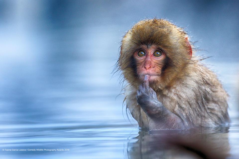 20 Funniest Finalists Of Comedy Wildlife Photography Awards 2019