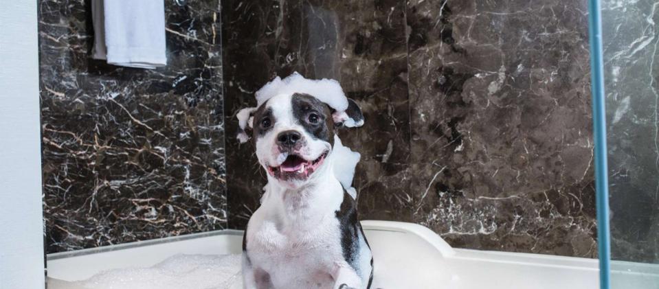 The Top Pet Friendly Hotels In Las Vegas