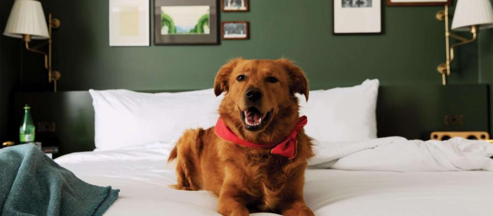 hotels that allow dogs las vegas nm hotels that allow dogs las vegas nm