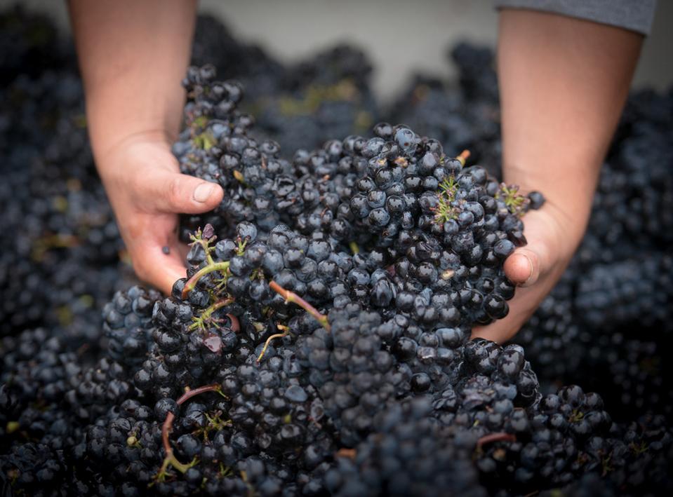 Harvest Parties & Grape Stomping napa