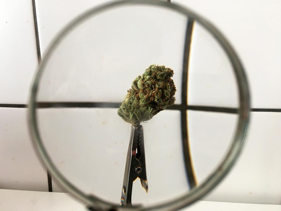 Cannabis Getting Bigger